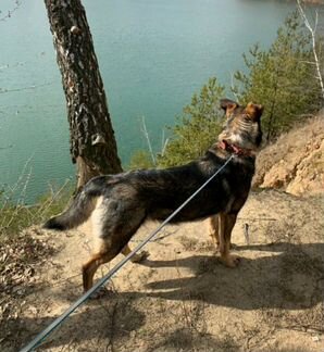 Собака редкого тигрового окраса