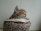 Котята из питомника Сибирской кошки, антиаллерген объявление продам