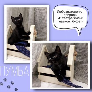 Отдадим котенка в добрые руки