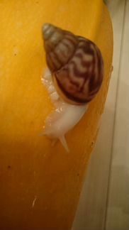 Улитки Ахатина Ретикулята Альбино