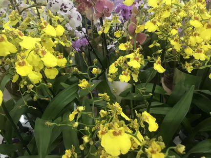 Онцидиум Свит Шугар. Доставка