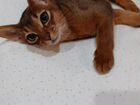 Ищем абиссинского кота на вязку
