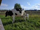 Коровы дойные молочные Голштинской породы, телята