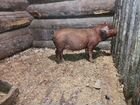 Поросята и свинки мясной породы Дюрок объявление продам