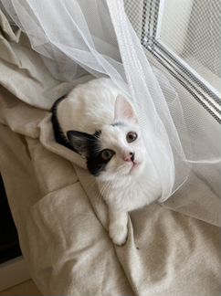 Котенок Снежа ищет дом