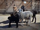 Гиссарская семья(две овцы и баран)