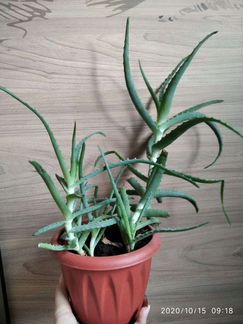 Алоэ, комнатные растения
