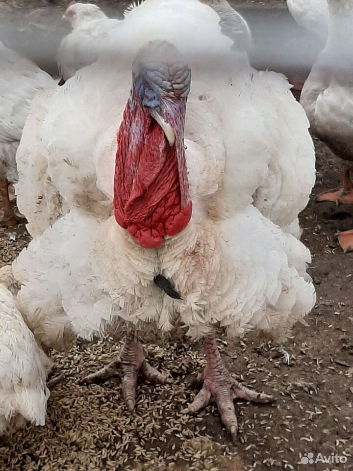 Poultry 89626758538 buy 4