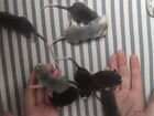 Декоративная крыса