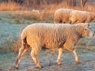 Овцы и ярки на племя (Суффолк, восточно-фризская